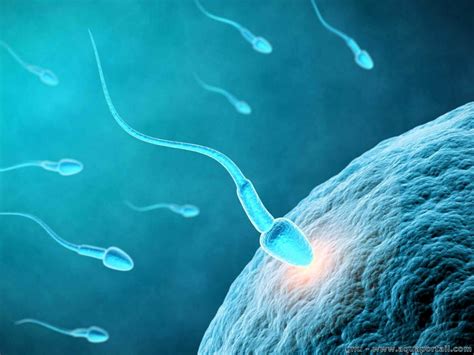 rencontre ovule spermatozoïdes|Le parcours des spermatozoïdes jusquà lovule